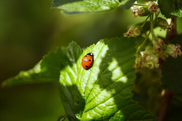ladybug on a green leaf