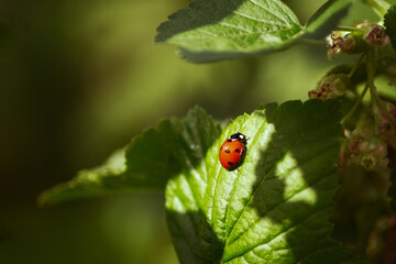 ladybug on a green leaf