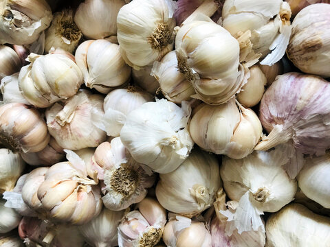 organic garlic