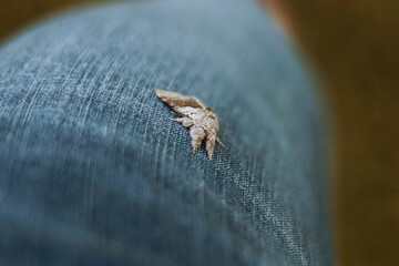 moth on a material