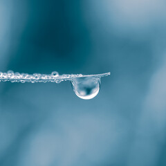 raindrop on the plant leaf in rainy days