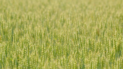 Golden green wheat field. Wheat heads blowing in wind. Agriculture industry. Slow motion.