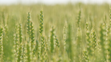 Fototapeta premium Spikelets of green yellow wheat with grain sway in wind. Agriculture concept. Grow food. Close up.