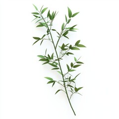 Fototapeta premium Fresh Green Branch with Leaves on White Background