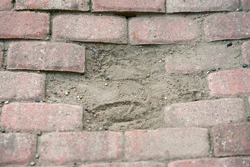 Sidewalk damage, uneven paving slabs with surface depression due to subgrade settlement, poor construction. Paving slabs sinking, forming depressions caused by subgrade erosion. Sagging pavers