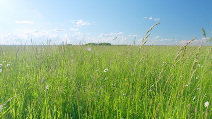 Chamomile flowers with soft focus swaying in the wind. White daisies in the wind sways slow motion. Slow motion.