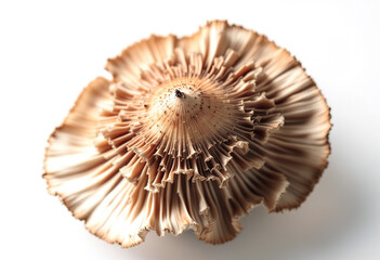 Fototapeta premium Top view a japan mushroom isolated on white background