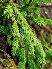 Christmas tree branch close-up. Pine forest, selective focus. Winter Christmas background. spruce branch with bright green needles after rain