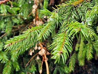 Christmas tree branch close-up. Pine forest, selective focus. Winter Christmas background. spruce branch with bright green needles after rain