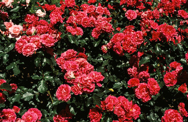 Naklejka premium Rose, variete Madame Fernandel