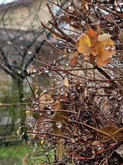 Photo of dry leaves on branches, view of autumn tree branches without foliage, beautiful botanical shot, natural wallpaper