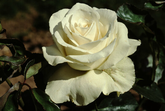 Rose, variete Blanche comete
