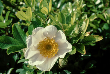 Rose, Rosa bracteata
