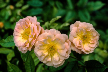 Rose, variete Ghislaine de Feligonde