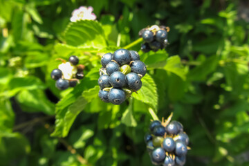 黒い実の自然な風景
