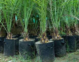 Date palm trees seedlings growing in black nursery grow bags