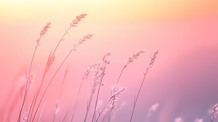 Obraz premium Close up of tall grass in a field with soft pink and yellow tones in the background.