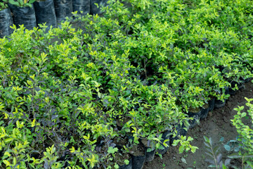 Duranta erecta seedlings in nursery. closeup