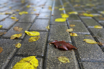 Lively closeup of falling autumn leaves with vibrant backlight from the setting sun
