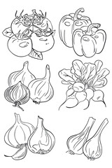 vegetables doodle set, hand drawn illustration on white background. Line drawn vegetables. Element for label design
