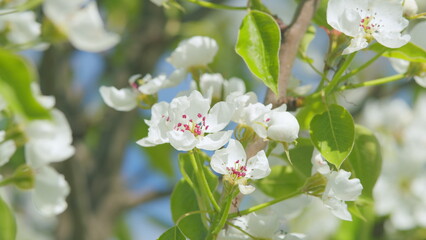 White blooming on a tree in early spring in the garden. White pear flower with white petals blooming. Close up.