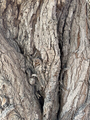 Close-up of old bark. Natural patterns and rough textures. Organic materials for environmentally friendly design projects that emphasize sustainability and carbon neutrality. Background of environment