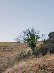 Isle of Bute, Firth Of Clyde, Scotland, UK