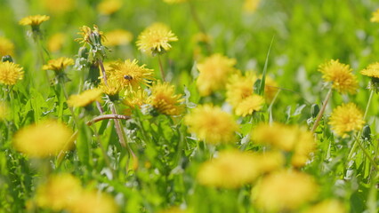 Flowers of spring. Wild yellow flowers in green grass. Dandelion meadow with flowers in spring. Slow motion.