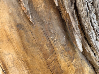 Close-up of old bark. Natural patterns and rough textures. Organic materials for environmentally friendly design projects that emphasize sustainability and carbon neutrality. Background of environment