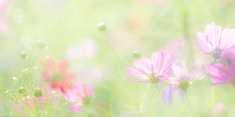 秋の公園や花壇を彩るコスモスのある風景。背景。自然風景素材。