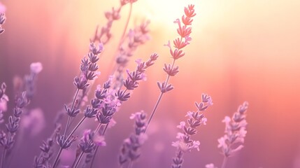 A field of lavender flowers with a soft, warm, pink sunset in the background.