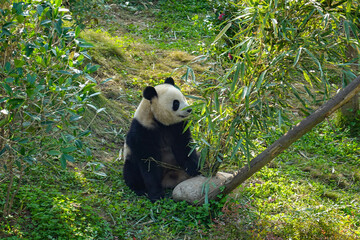 giant panda bear seat