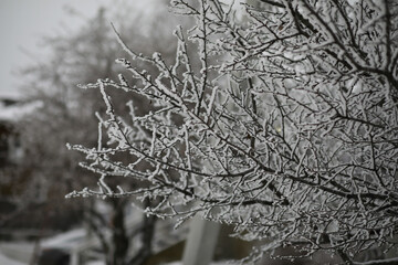 White snow on a bare tree branches on a frosty winter day, close up. Natural background. Selective botanical background.