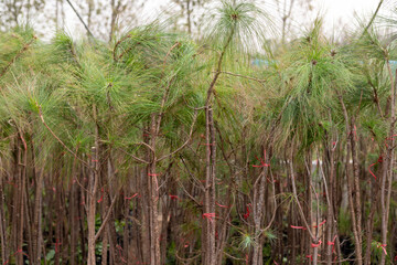 Fototapeta premium Young casuarina trees in a plant nursery