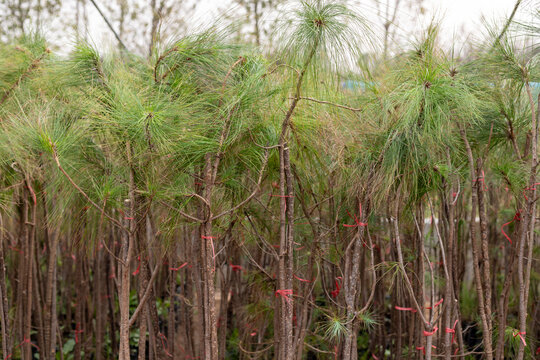 Young casuarina trees in a plant nursery