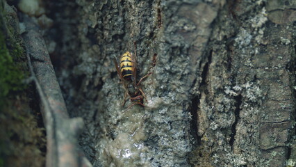 European hornet or vespa crabro on wooden bark of tree. Hornets communicate in the wild nature. Close up.