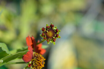 Sneezeweed Tom flower bud