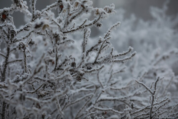White snow on a bare tree branches on a frosty winter day, close up. Natural background. Selective botanical background.