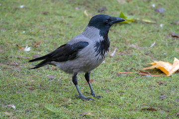 Obraz premium portrait of a crow on grass in autumn