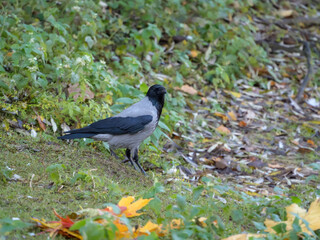 portrait of a crow on green grass
