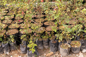 Rose plants in nursery. Rose plant seedlings with roots in plastic nursery bags for planting. Various varieties of rose plants.