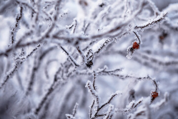 Winter atmospheric landscape with frost-covered dry plants during snowfall. Winter Christmas background