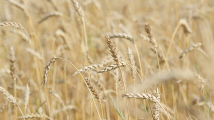 Grains of wheat in ears ripen in sun. Wind flutters the ears of wheat. Farm grown grain. Slow motion.