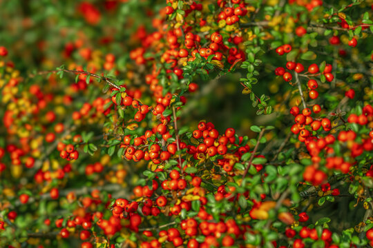 Irga, Cotoneaster.