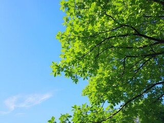 Fototapeta premium Bottom view of a green tree leaves with blue sky