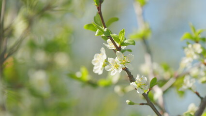 Cherry flowers blooming in the spring. Delicate white flowers on the branches with green young leaves sway in the wind on a sunny day. Slow motion.