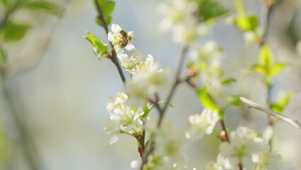White blooming on a tree in early spring in the garden. White cherry flower with white petals blooming. Slow motion.