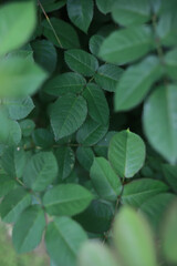 Summer landscape, lush green vegetation and nature.