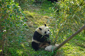 giant panda eating bamboo