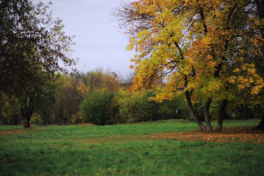 Beautiful autumn park. Russian North. Autumn trees and leaves. Autumn Landscape.Park in Autumn. Forest in Autumn. - Powered by Adobe